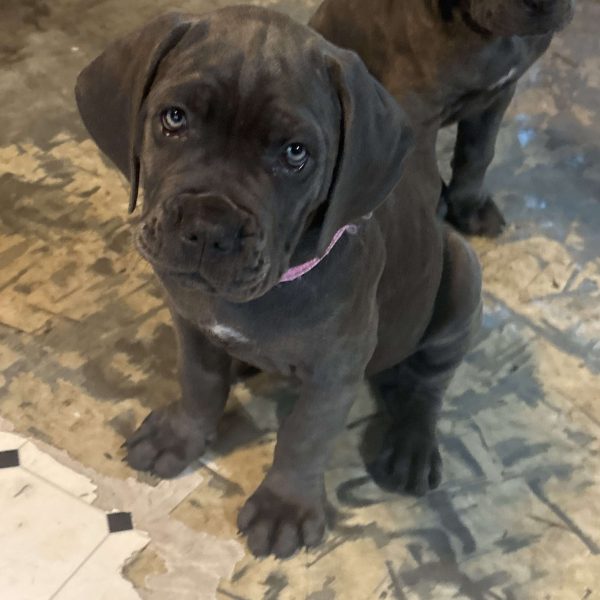 Lucy, Cane Corso Puppy