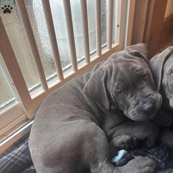 Snoopy, Cane Corso Puppy