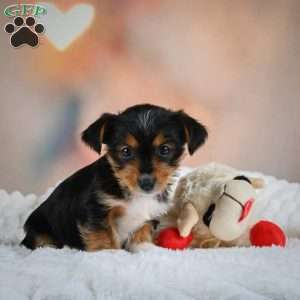 Dax, Yorkie Puppy