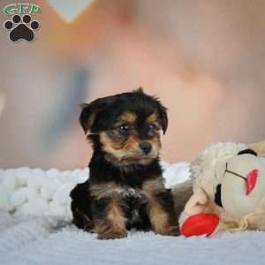 Danny, Yorkie Puppy