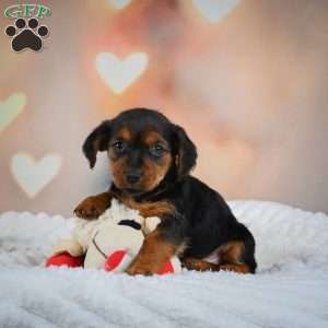 Tootsie, Yorkie Puppy