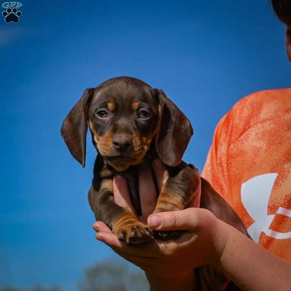 Benny, Dachshund Puppy