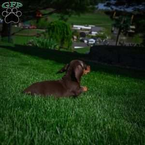 Benny, Dachshund Puppy