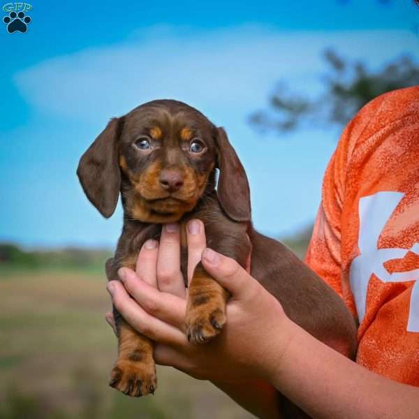 Allie, Dachshund Puppy