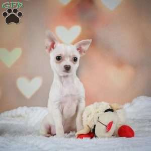 Daisy, Chihuahua Puppy