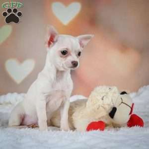 Daisy, Chihuahua Puppy