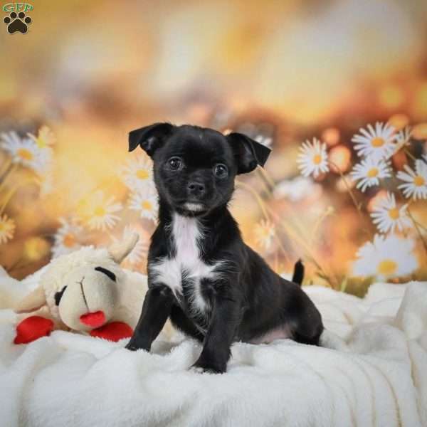 Vance, Chihuahua Puppy