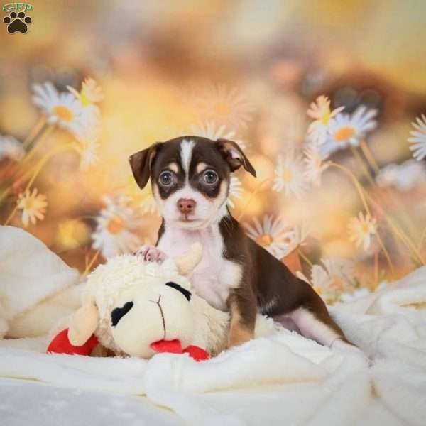 Blake, Chihuahua Puppy