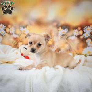 Charles, Chihuahua Puppy