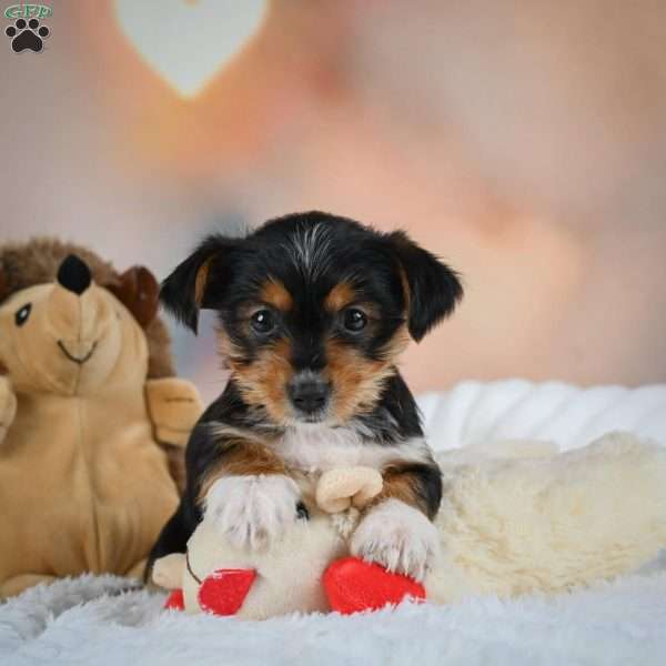Dax, Yorkie Puppy