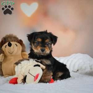 Danny, Yorkie Puppy