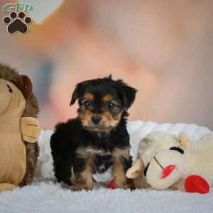 Danny, Yorkie Puppy