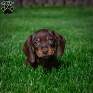 Benny, Dachshund Puppy