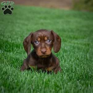 Allie, Dachshund Puppy
