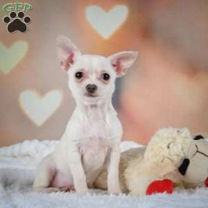 Daisy, Chihuahua Puppy