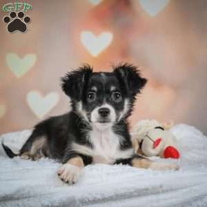 Oreo, Chihuahua Puppy