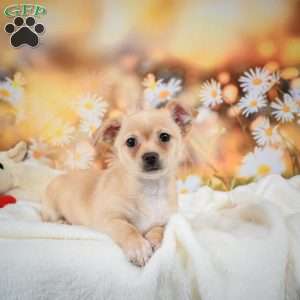 Charles, Chihuahua Puppy