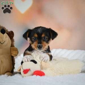 Dax, Yorkie Puppy