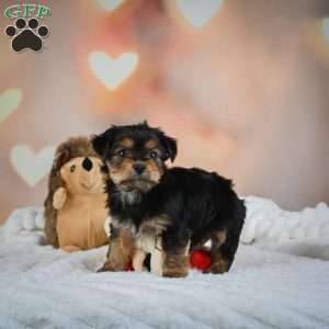 Danny, Yorkie Puppy