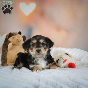 Chase, Yorkie Puppy