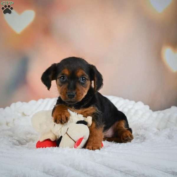 Tootsie, Yorkie Puppy