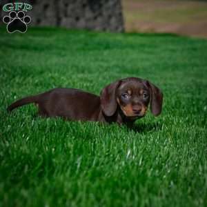 Benny, Dachshund Puppy
