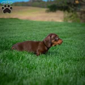 Allie, Dachshund Puppy