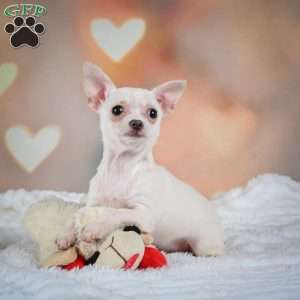 Daisy, Chihuahua Puppy