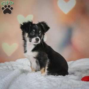 Oreo, Chihuahua Puppy
