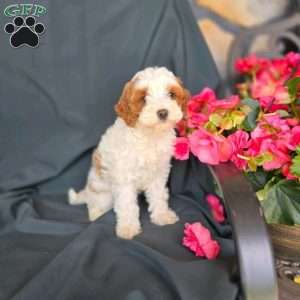 Jane- tiny, Cavapoo Puppy