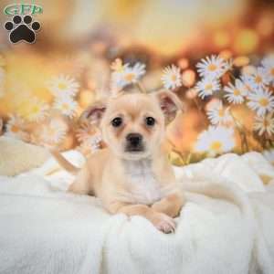 Charles, Chihuahua Puppy