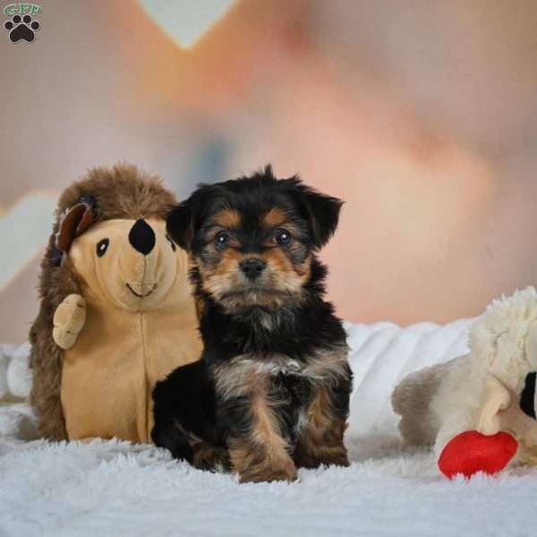 Danny, Yorkie Puppy