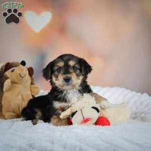 Chase, Yorkie Puppy