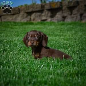 Benny, Dachshund Puppy