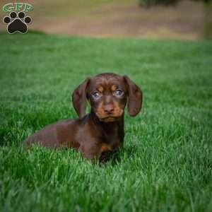 Allie, Dachshund Puppy