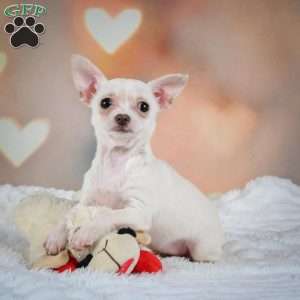 Daisy, Chihuahua Puppy