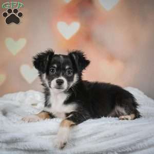 Oreo, Chihuahua Puppy
