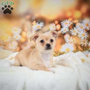 Charles, Chihuahua Puppy