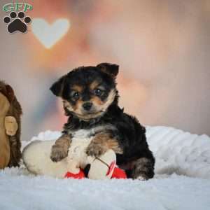 Max, Yorkie Puppy