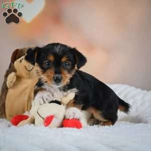 Dax, Yorkie Puppy
