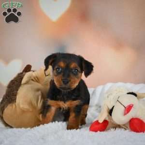 Tootsie, Yorkie Puppy