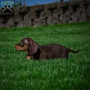 Benny, Dachshund Puppy
