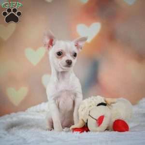 Daisy, Chihuahua Puppy