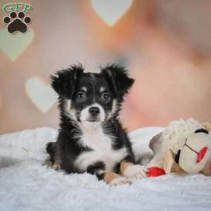 Oreo, Chihuahua Puppy