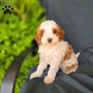 Jane- tiny, Cavapoo Puppy
