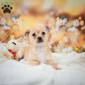 Charles, Chihuahua Puppy