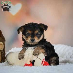 Max, Yorkie Puppy