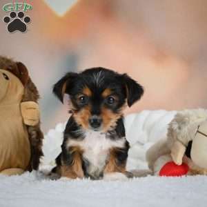 Dax, Yorkie Puppy