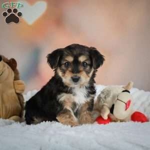 Chase, Yorkie Puppy