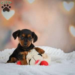 Tootsie, Yorkie Puppy